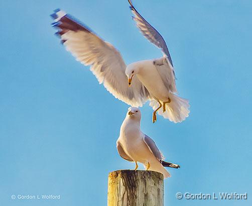 Look Out Below_DSCF6661.jpg - Ring-billed Gulls (Larus delawarensis) photographed at Smiths Falls, Ontario, Canada.